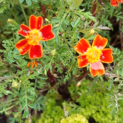 plant image 825163