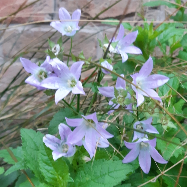 Plant image Campanula portenschlagiana 'Blue Sky'