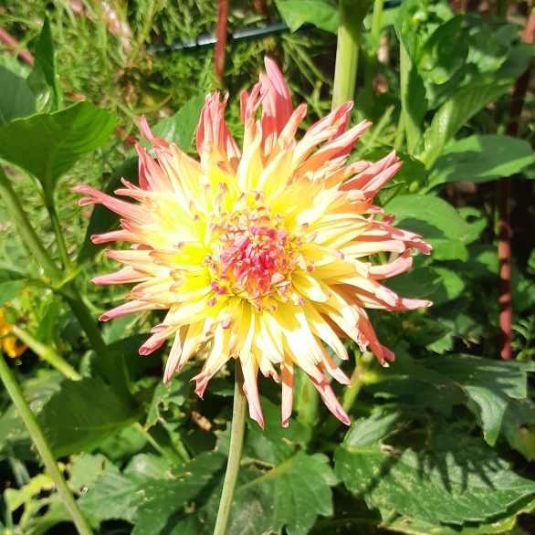 plant image 841396 plant image 841396