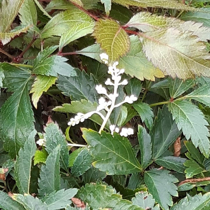 plant image 849878