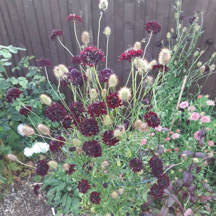 plant image 856305 plant image 856305