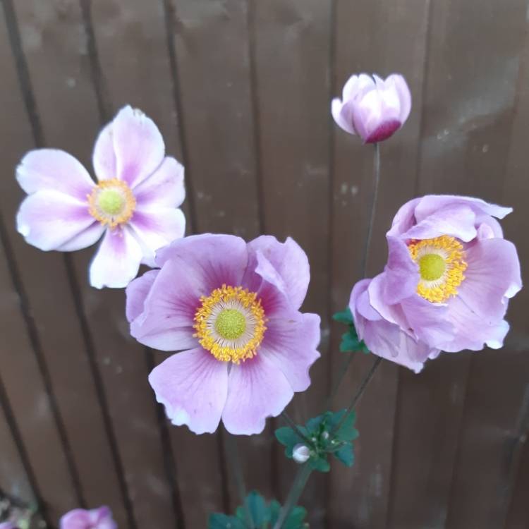 plant image 857017 plant image 857017