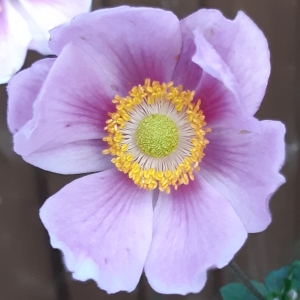 plant image 859066 plant image 859066