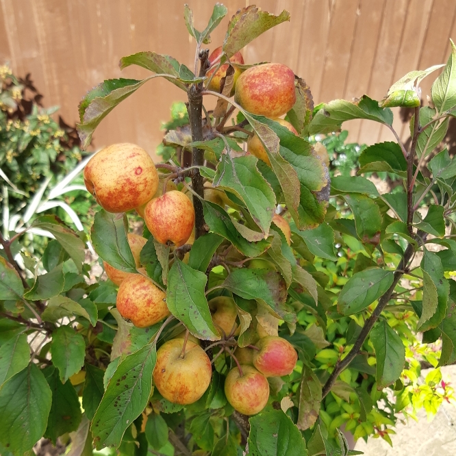 plant image 867022