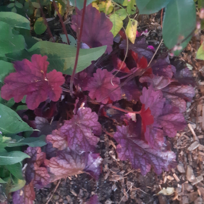 plant image 867763 plant image 867763