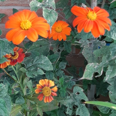 plant image 870536 plant image 870536
