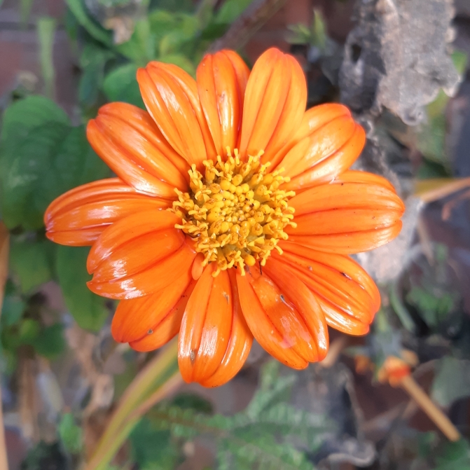 plant image 892636 plant image 892636