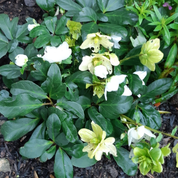 plant image 900447 plant image 900447