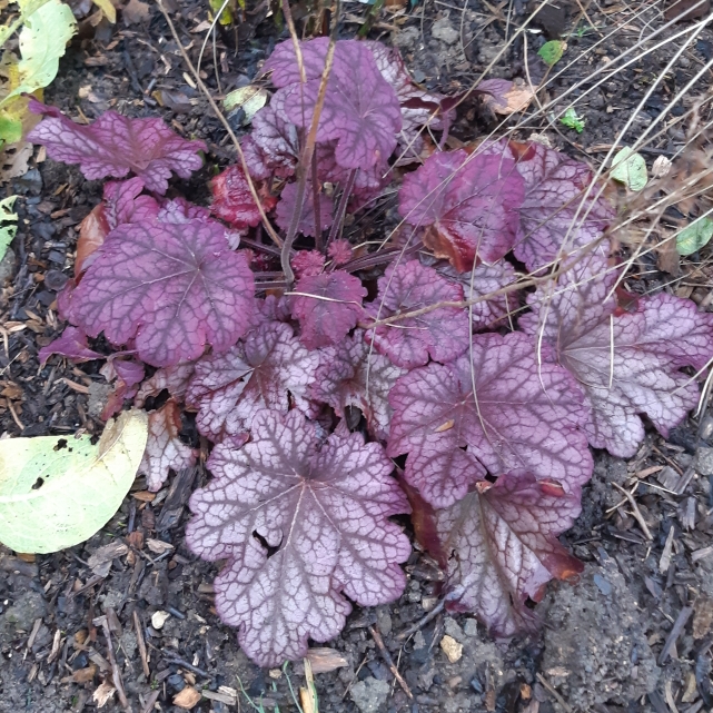 plant image 912016 plant image 912016
