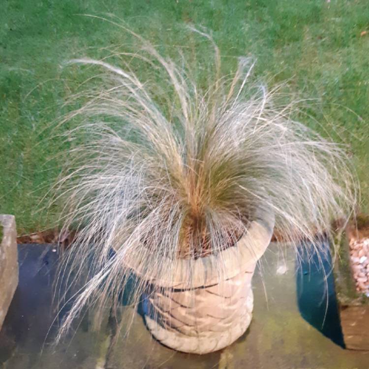 Plant image Nassella tenuissima syn. Stipa tenuissima