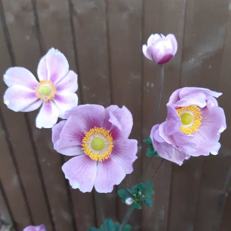 Plant image Cosmos Bipinnatus 'Cupcake'