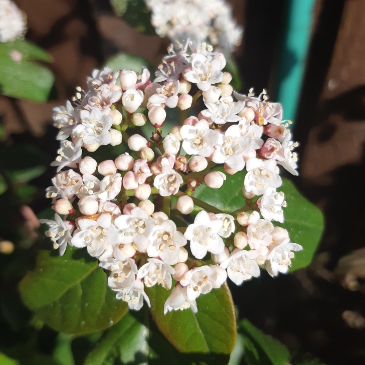 plant image 996240