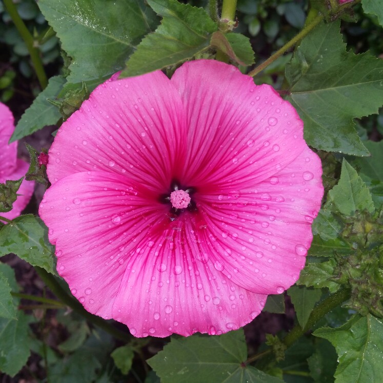 Plant image Lavatera x clementii 'Rosea'