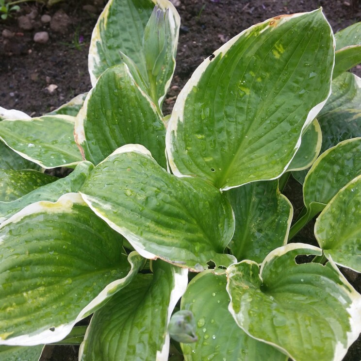 Plant image Hosta 'Samurai'