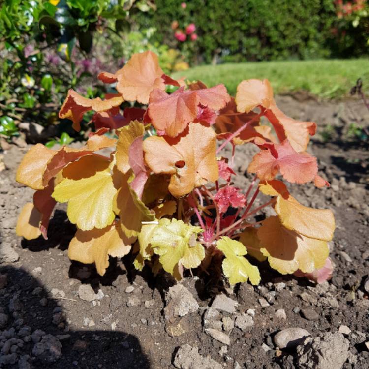 Plant image Heuchera 'Cherry Cola'