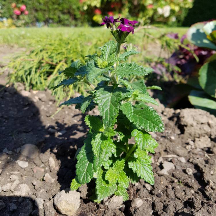 plant image 355345