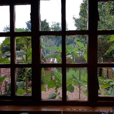 John's garden