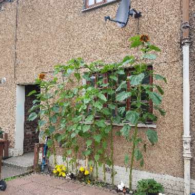 John's garden
