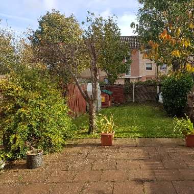 John's garden