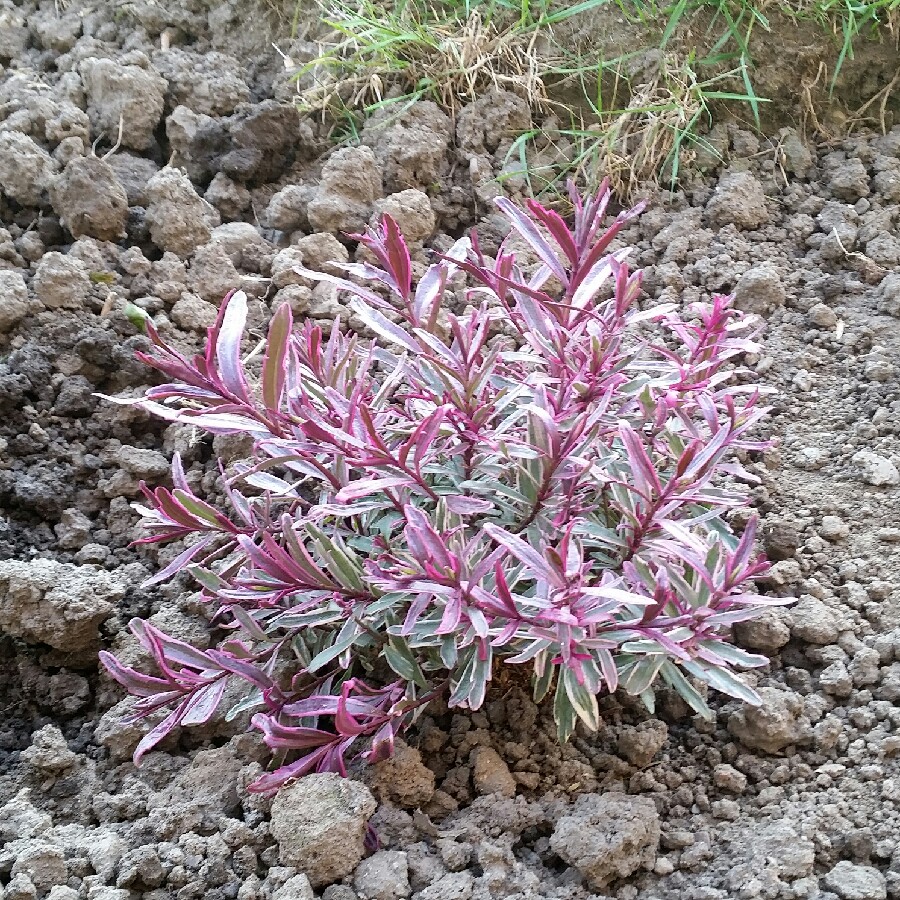 plant image 70482