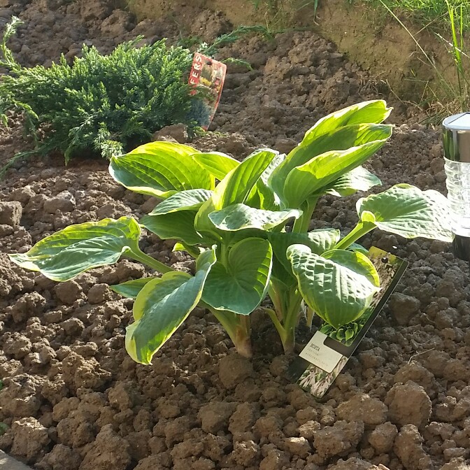 plant image 70487