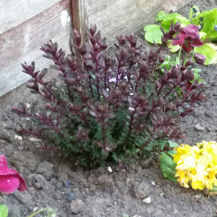 Plant image Hebe 'Claret Crush'