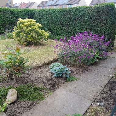 John's garden
