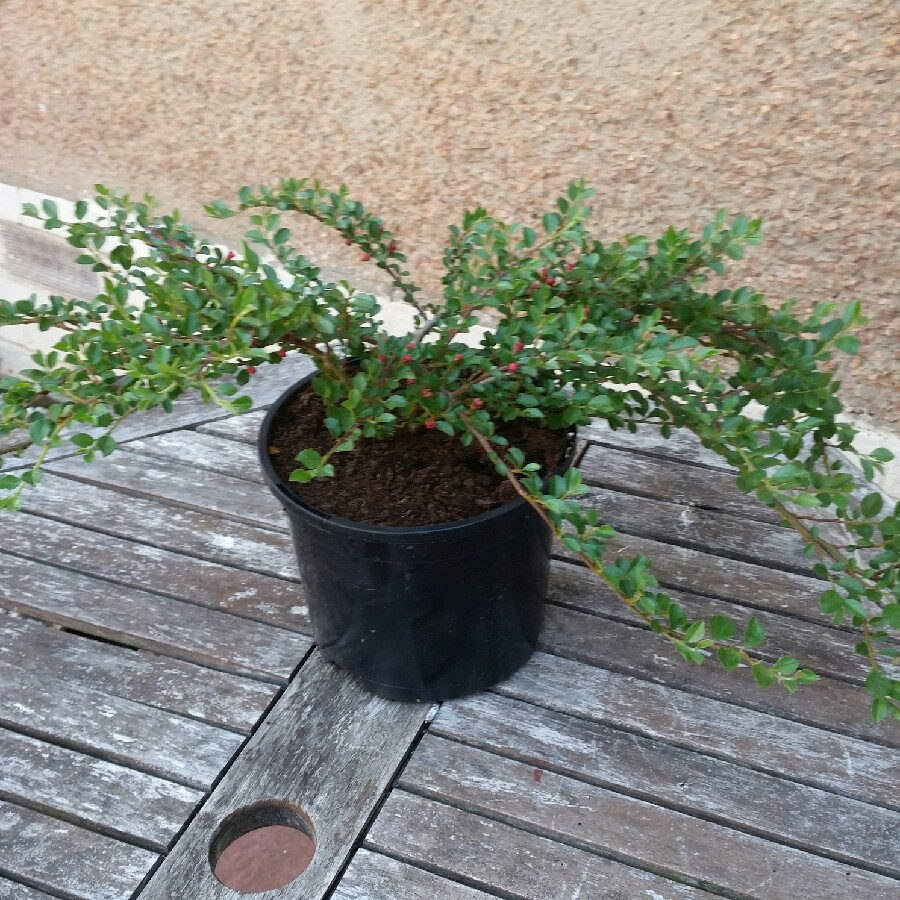 Cotoneaster horizontalis