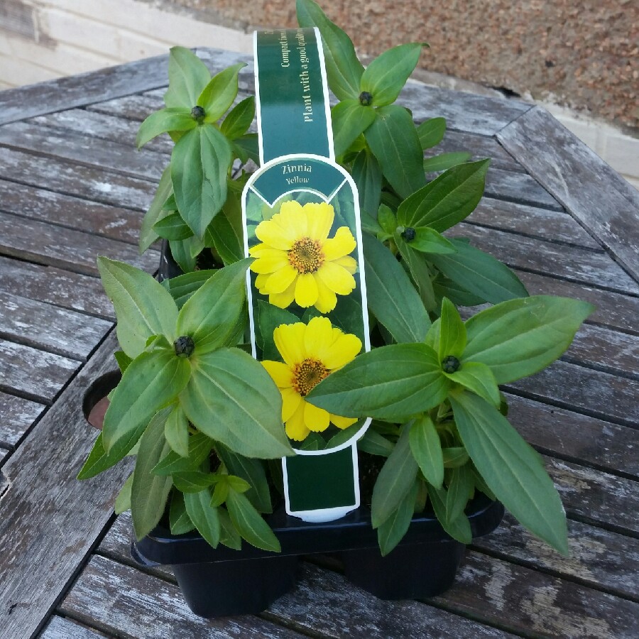 plant image 73028