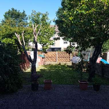 John's garden