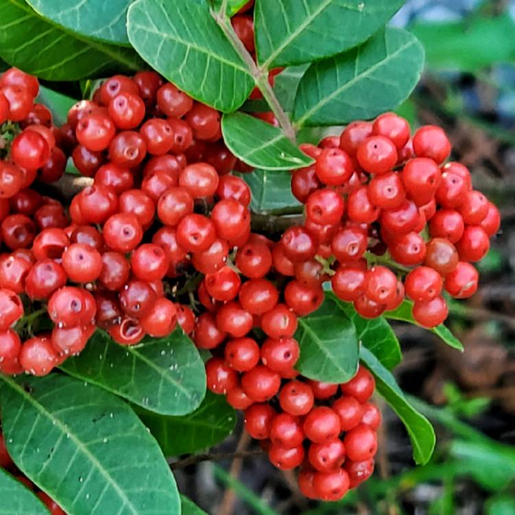 plant image 1551457