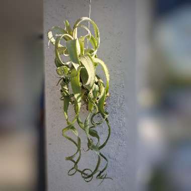 Tillandsia 'Curly Slim'