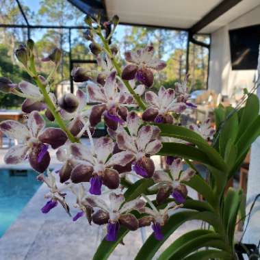 jpgardenbean's plant
