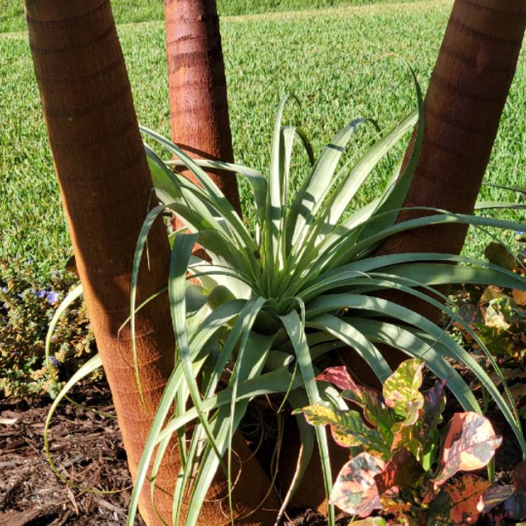 plant image 1553727