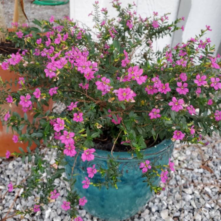 Plant image Cuphea