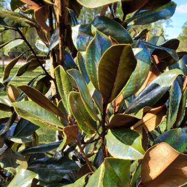 Southern Magnolia 