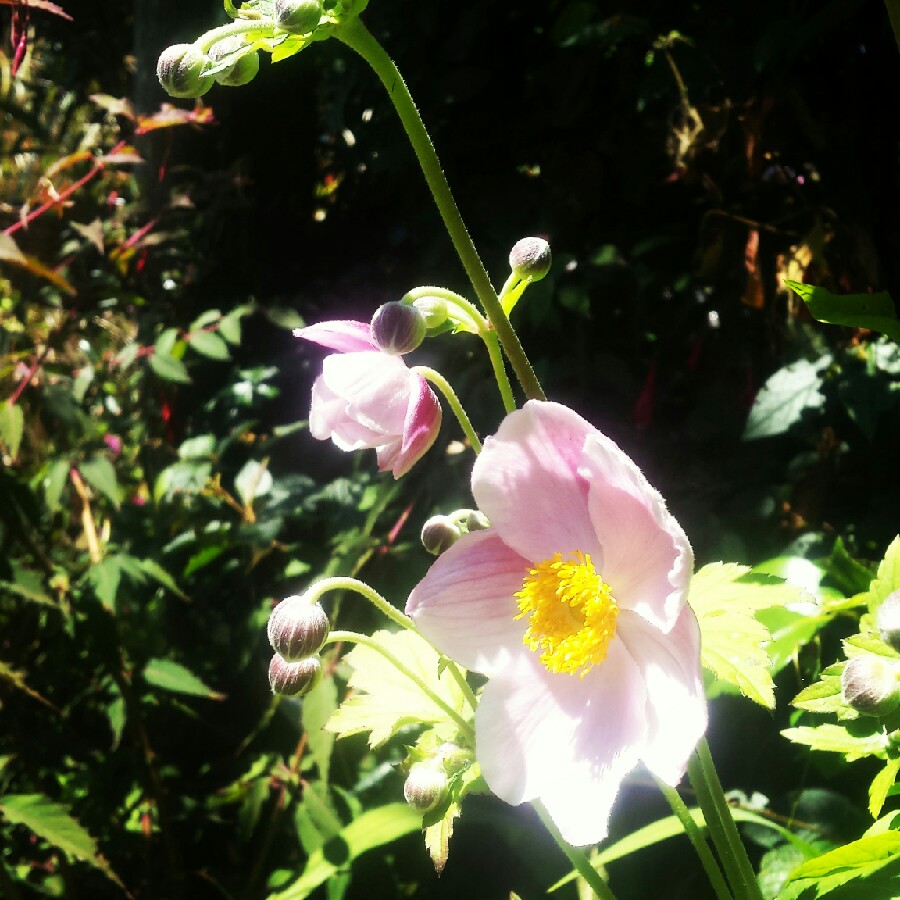 Plant image Anemone hupehensis var. japonica hybrida 'September Charm'