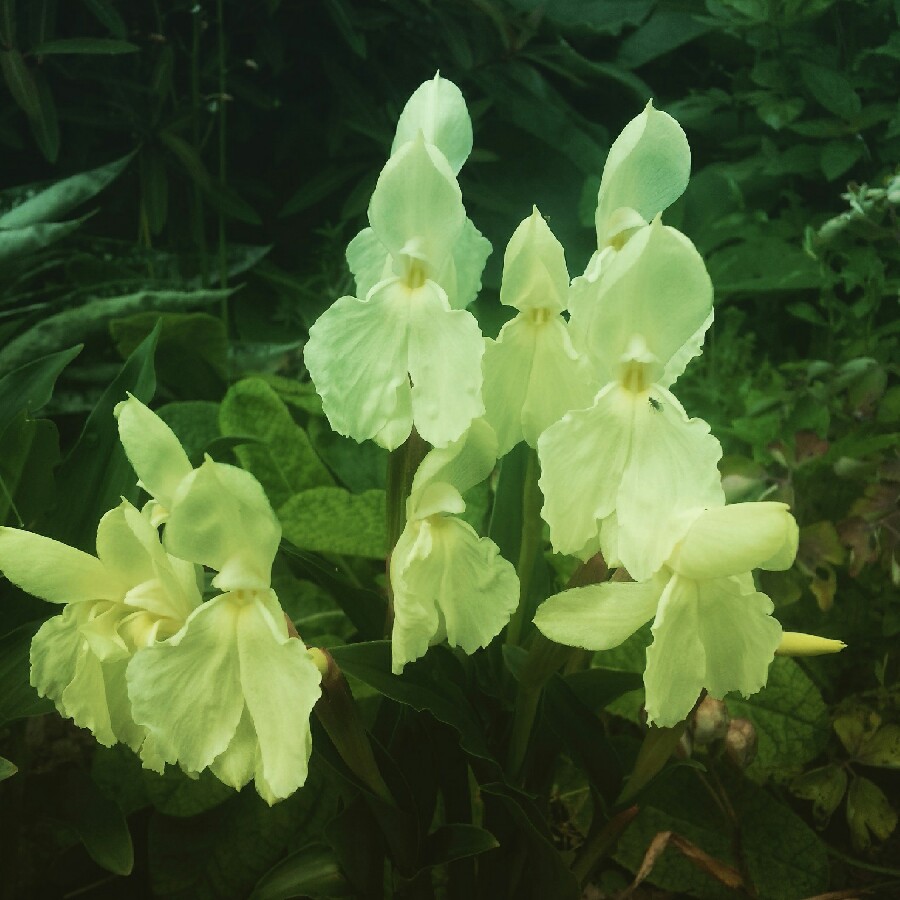 Roscoea 'Kew Beauty'