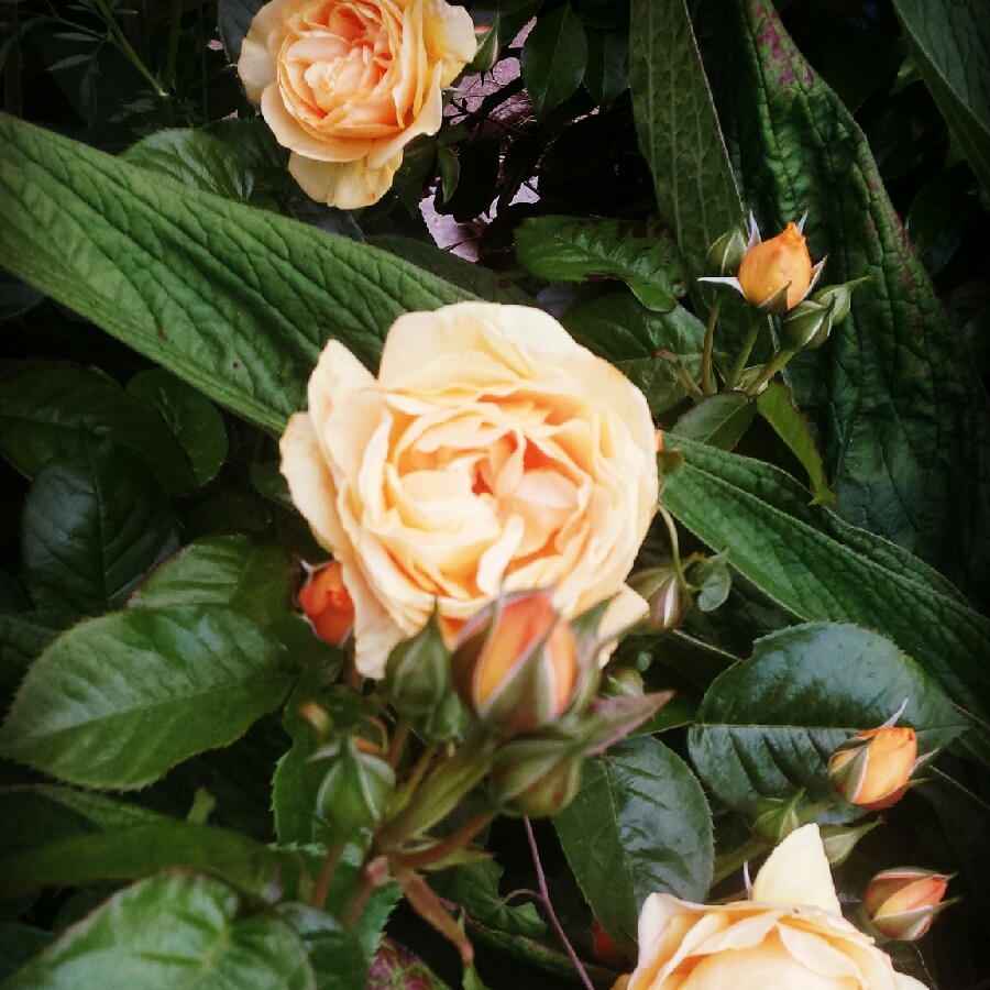 Rose 'Julia Child' (Floribunda)