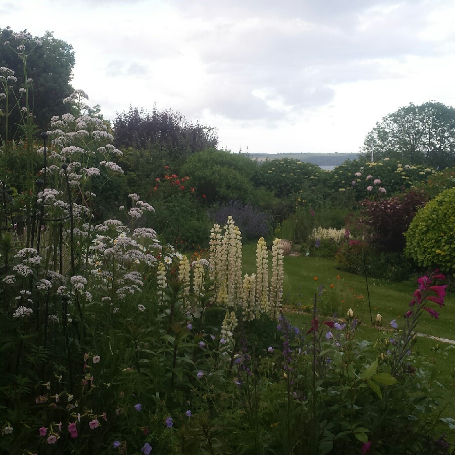 Jonathan's garden