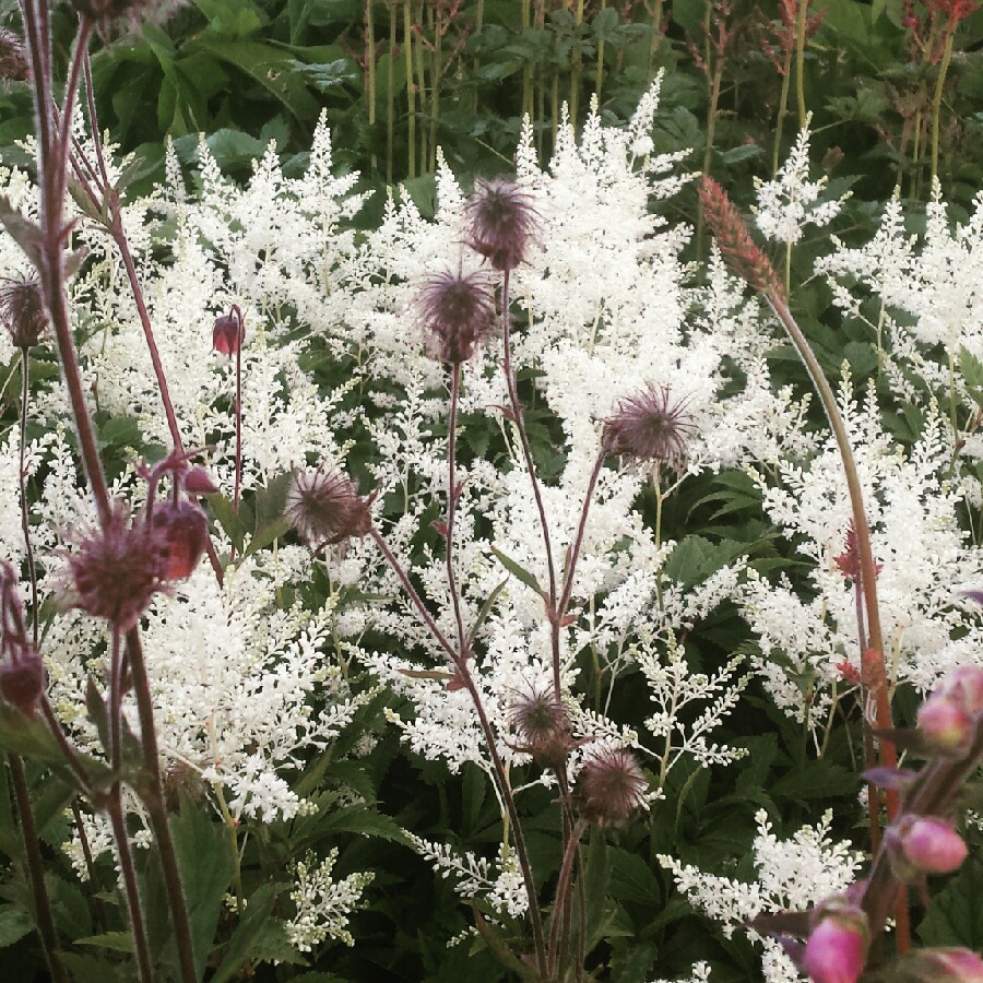 Jonathan's garden