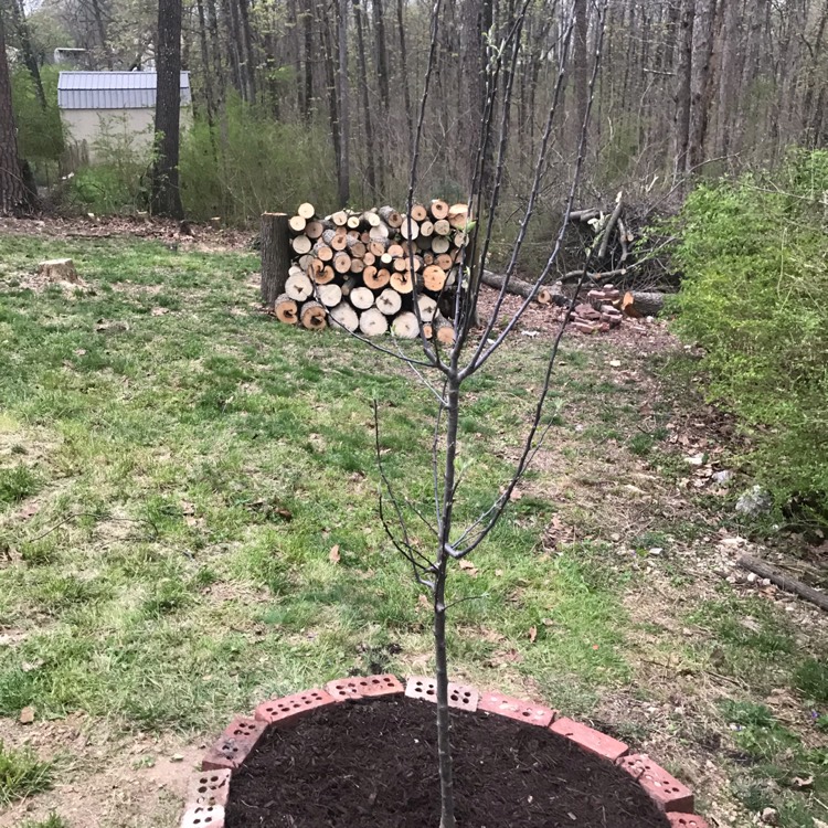 Plant image Malus domestica 'Golden Delicious'