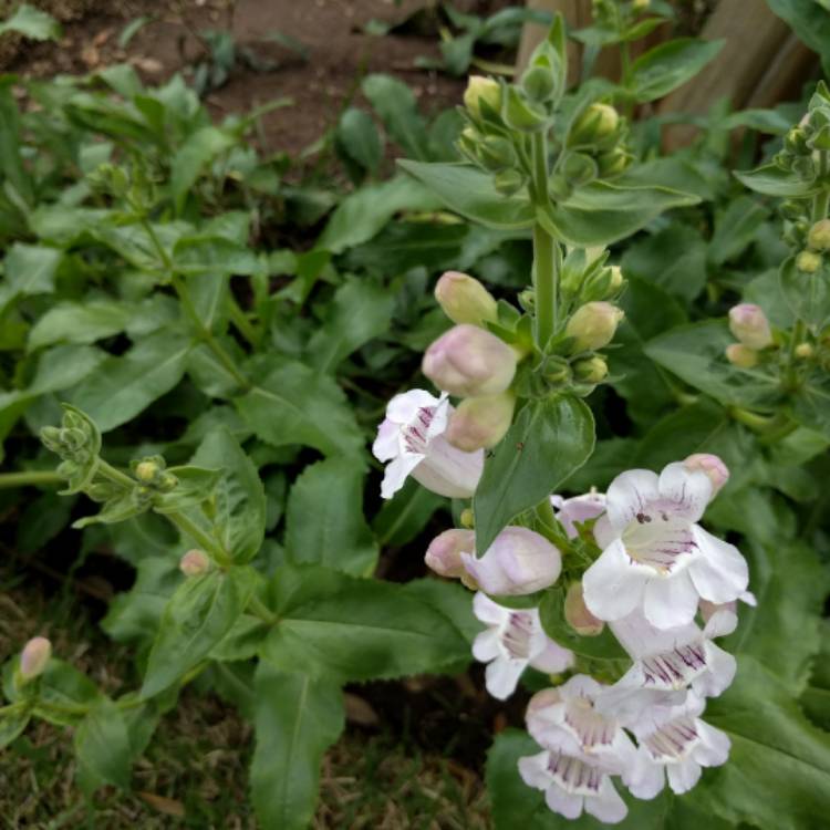 plant image 327892