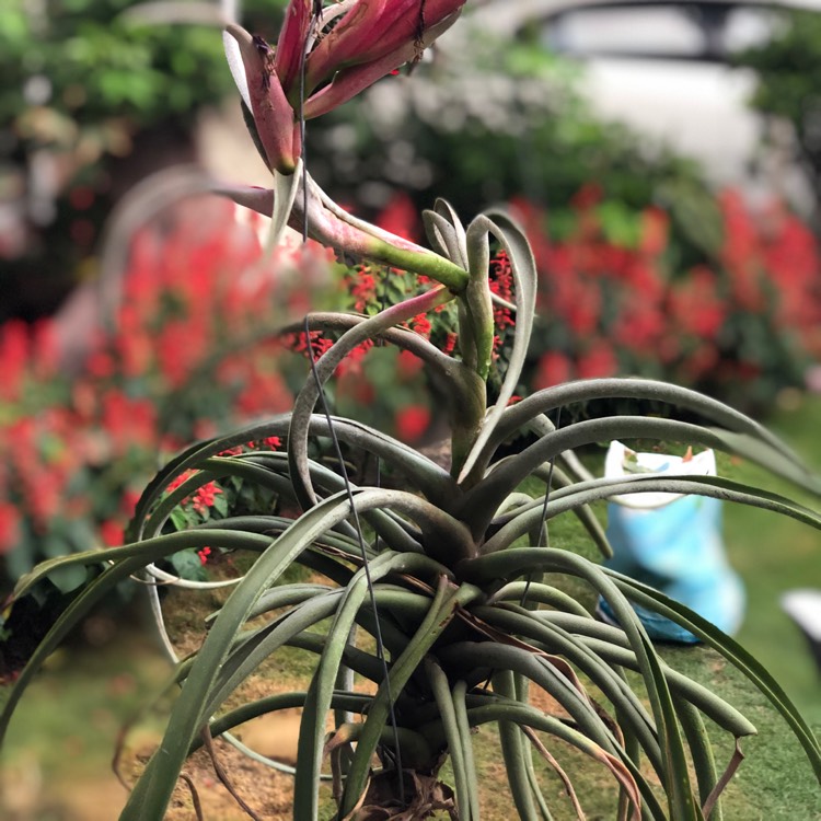 Plant image Tillandsia paleacea