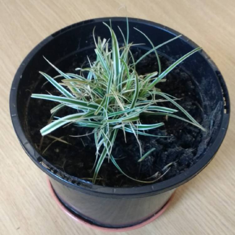Plant image Glyceria maxima 'Variegata'