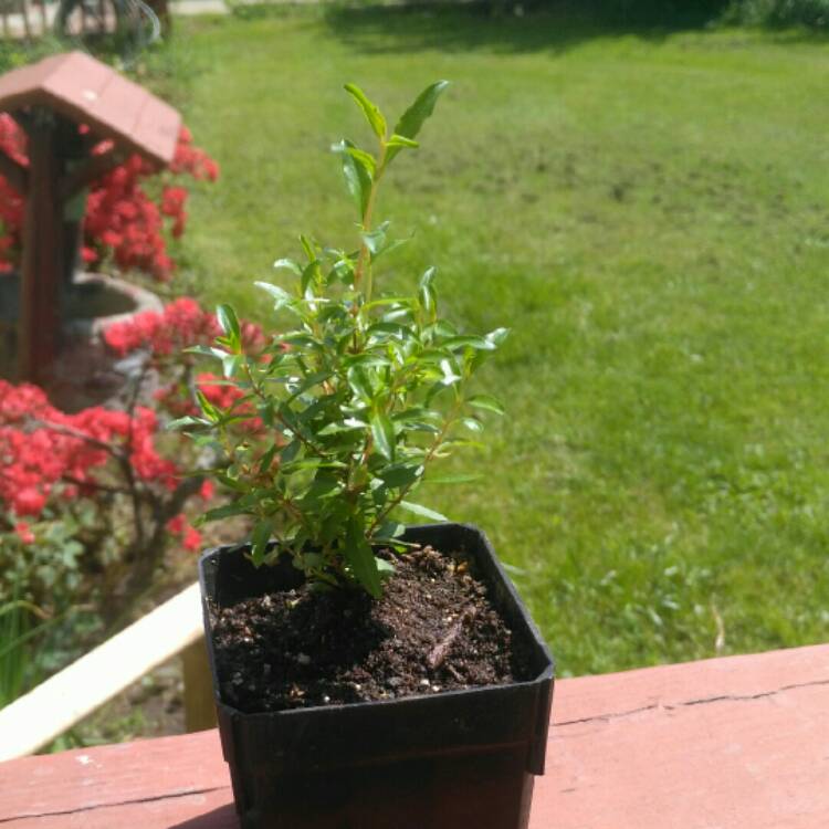 Plant image Punica granatum