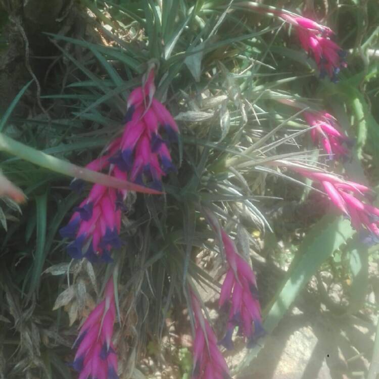 Plant image Tillandsia aeranthos 'Grisea'