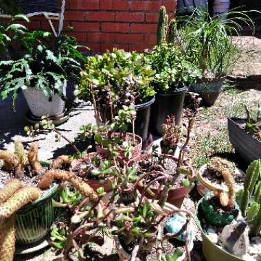 J's garden