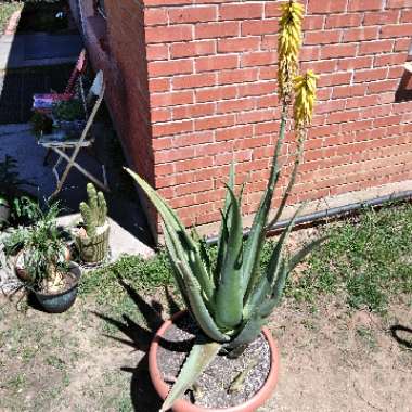 J's garden