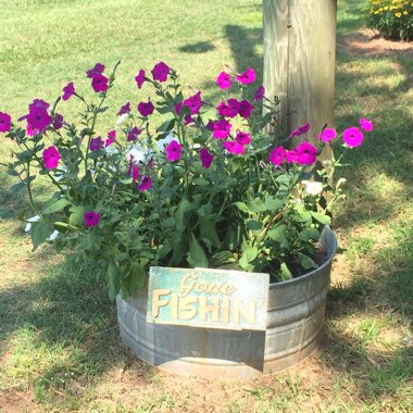 Jamie's garden